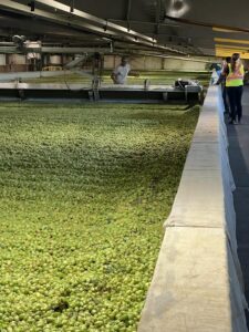 Roughly 620 acres of Gooding Farms are used to produce more than a dozen hops varieties. (PHOTO: GOODING FARMS)