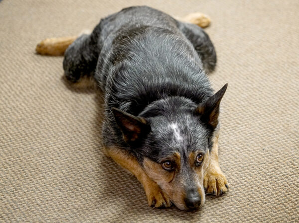Badger, the office dog at Milt Sparks Holsters, takes a break from a busy day of supervising. (PHOTO: MARC LUTZ, IBR)