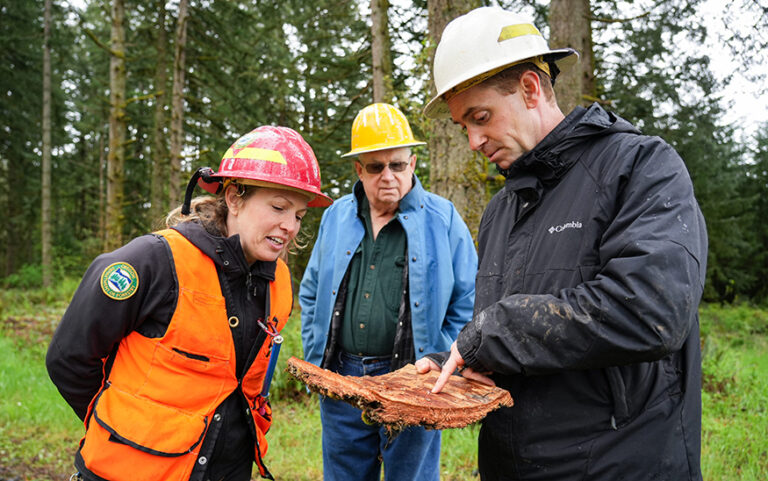 Douglas fir die-off spreads into Oregon’s Willamette Valley amid drought