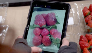 Albertsons has developed a new quality control system in-house using artificial intelligence. (PHOTO: ALBERTSONS)