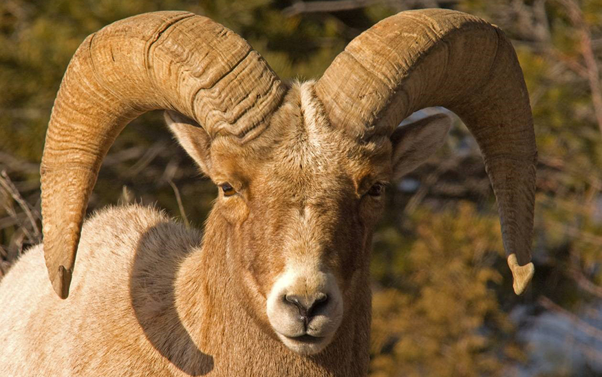 A lower Salmon River bighorn ram. (PHOTO: UNIVERSITY OF IDAHO)