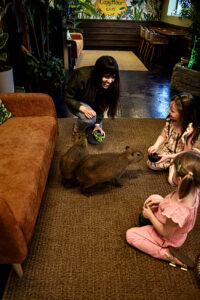 Guests socialize with two capybaras at Capy Hour Cafe. (PHOTO: CAPY HOUR CAFE)