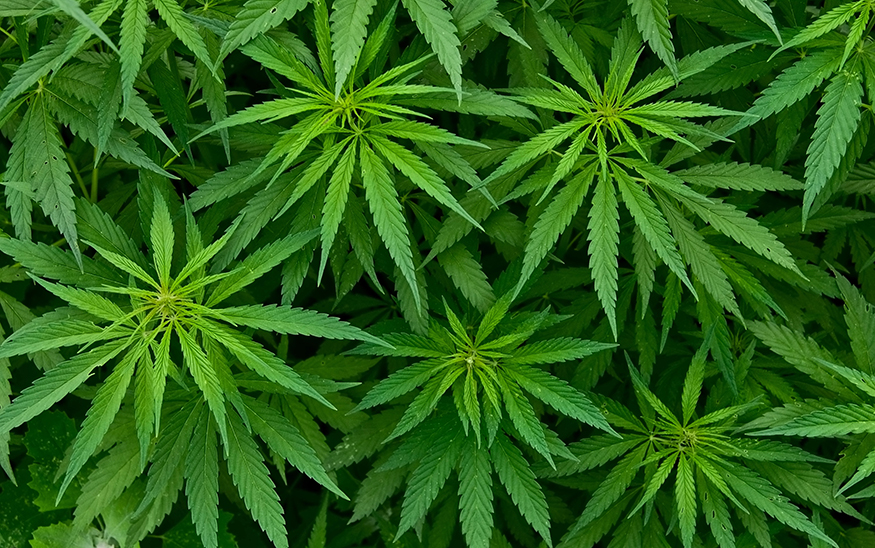 5 ways daily cannabis use can affect your body and mind
