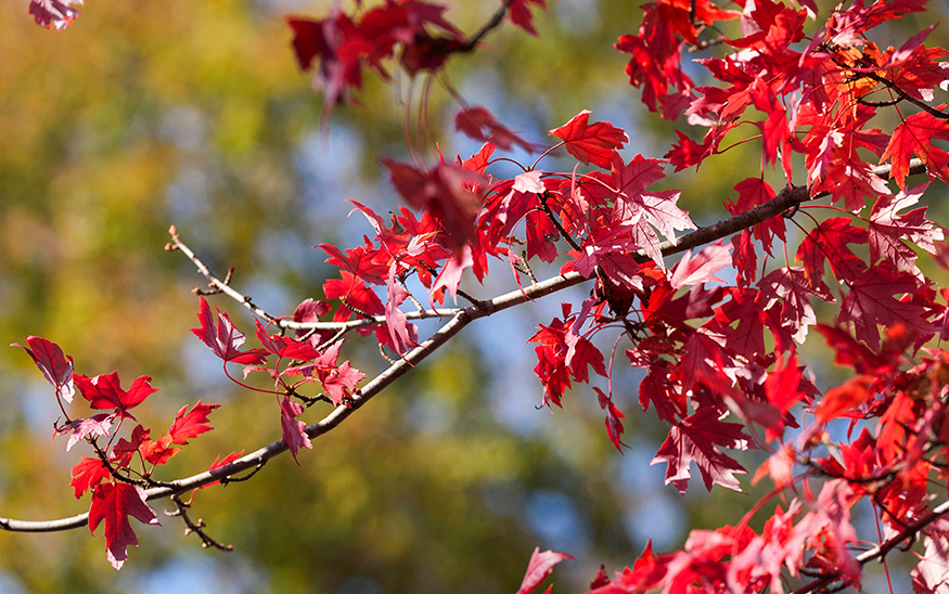 Bright red leaves stay on a tree in Victor Ashe Park as the leaves start to change colors for the fall in Knoxville, Tenn., on Oct. 31, 2025. (FILE PHOTO: VIA REUTERS)