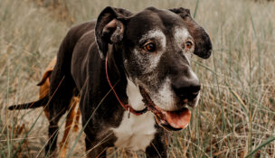 A Great Dane, Lucy was rescued 12 hours before she was scheduled to be euthanized. (PHOTO: THE BIG DAMN DOG CO.)