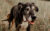A Great Dane, Lucy was rescued 12 hours before she was scheduled to be euthanized. (PHOTO: THE BIG DAMN DOG CO.)