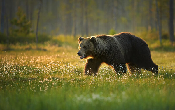 The grizzly bear was No. 1 deadliest predator in Idaho, according to a study. (PHOTO: DEPOSITPHOTOS.COM)