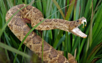 Though snakes were ranked as the deadliest animal in many states, the reptile wasn't tops in Idaho. (PHOTO: DEPOSITPHOTOS.COM)