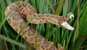 Though snakes were ranked as the deadliest animal in many states, the reptile wasn't tops in Idaho. (PHOTO: DEPOSITPHOTOS.COM)